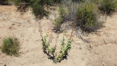 Penstemon spectabilis spectabilis