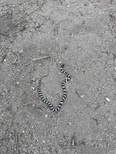 California King Snake