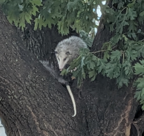 Virginia Opossum