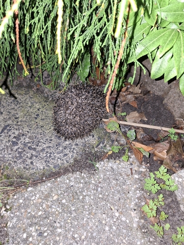 Common Hedgehog