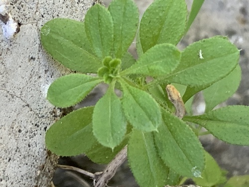 catchweed bedstraw