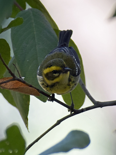 Townsend's Warbler