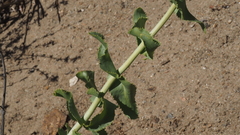 Penstemon spectabilis spectabilis