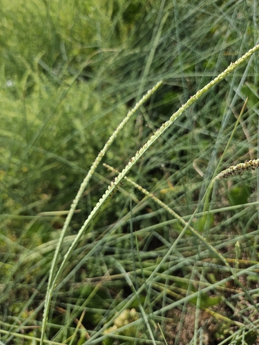 Paspalum monostachyum, 2026-10-01