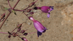 Penstemon spectabilis spectabilis