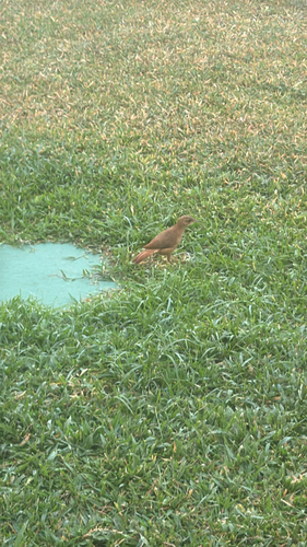 Rufous Hornero