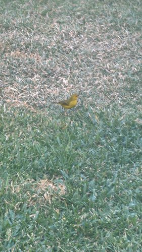 Saffron Finch