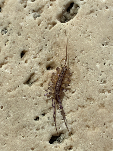 House Centipede