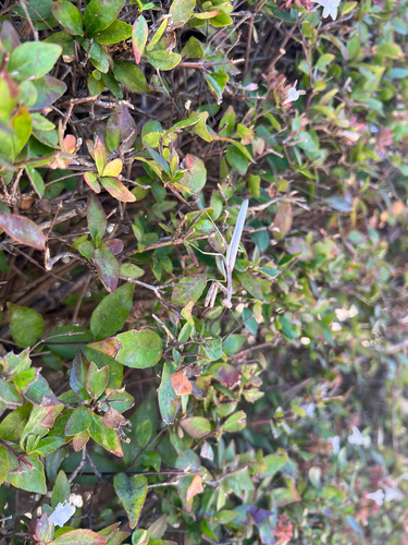 Arizona Mantis