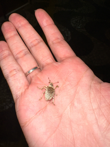 Cydianerus latruncularius