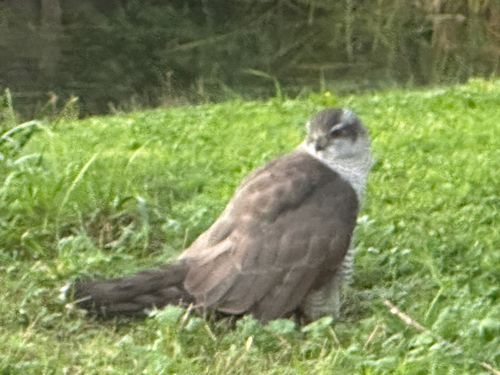 Eurasian Goshawk