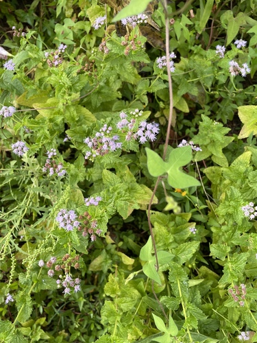 blue mistflower