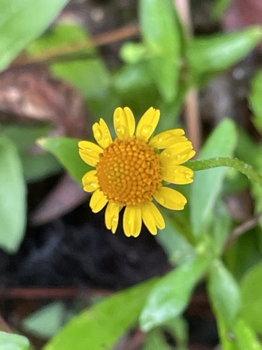 Oppositeleaf Spotflower