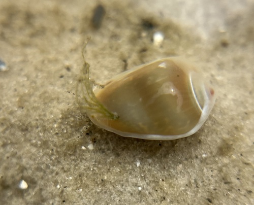 Marginella apicina observed 2026-10-01