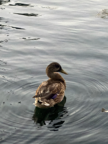 Mallard