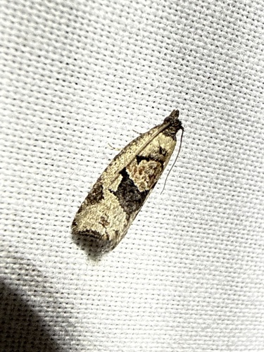 Sciaphila observed 2026-10-02