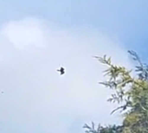 Peregrine Falcon