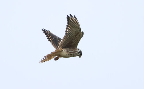 American Kestrel