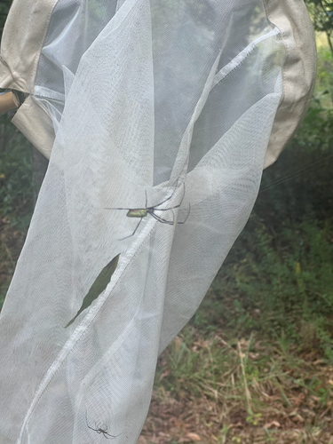 Joro Spider