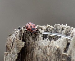 Coleomegilla cubensis