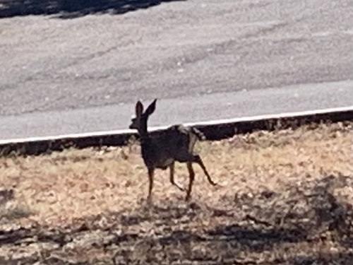 Columbian Black-tailed Deer