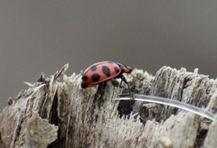 Coleomegilla cubensis