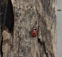 Coleomegilla cubensis
