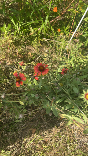 firewheel