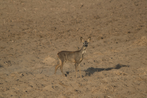 Western Roe Deer