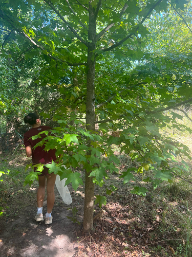 American sweetgum