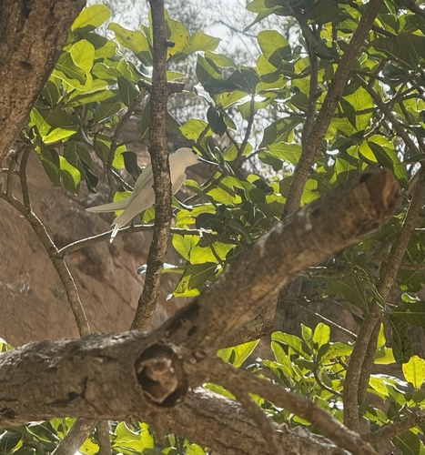 Gygis alba observed 2026-09-27