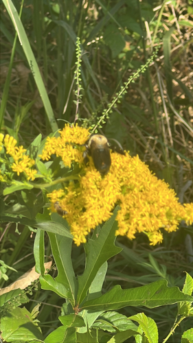 Virginia Carpenter Bee