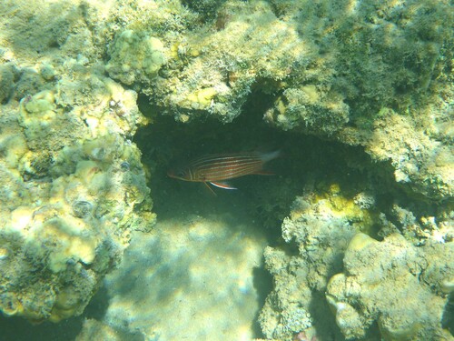 Sargocentron diadema observed 2026-10-01