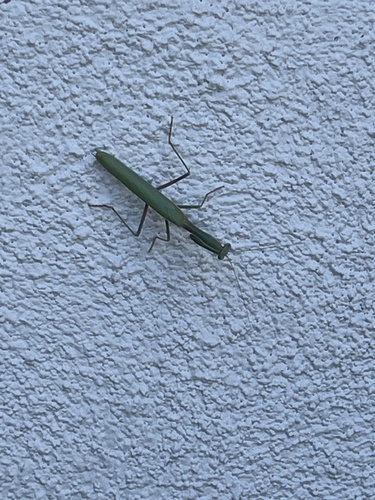 European Mantis