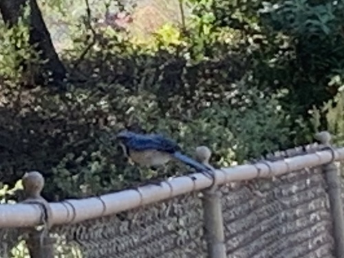 California Scrub-Jay
