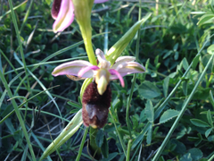 Ophrys bertolonii