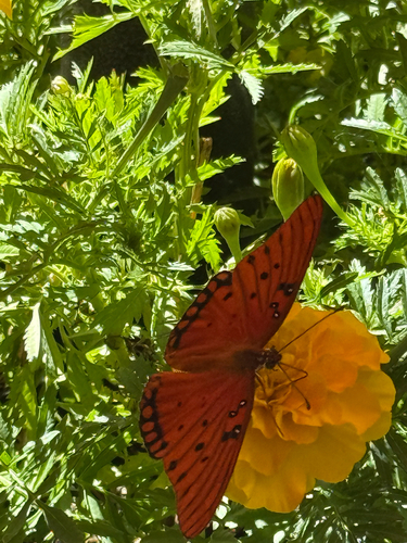 Gulf Fritillary