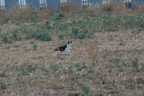 Domestic Cat