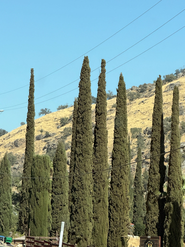 Mediterranean cypress