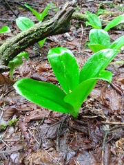 Clintonia