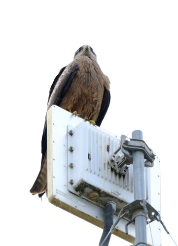 Black Kite
