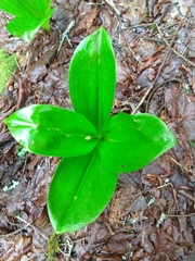 Clintonia