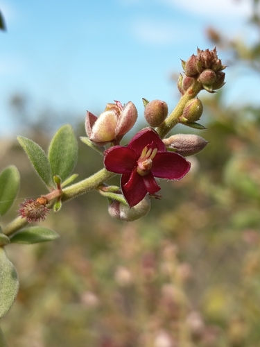 Krameria tomentosa, 2026-04-22