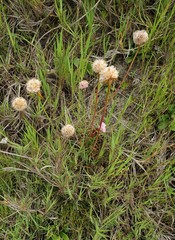 Armeria maritima californica