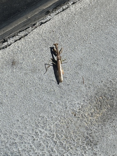 Arizona Mantis