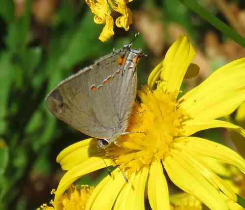 Gray Hairstreak