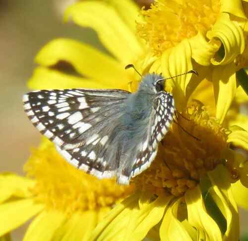 Common Checkered-Skipper