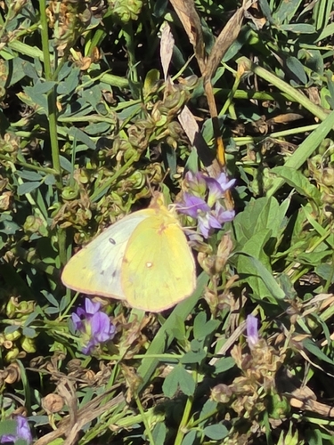 Clouded Sulphur