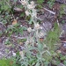 Pennsylvania Cudweed - Photo (c) Lane, some rights reserved (CC BY-NC), uploaded by Lane