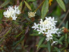 Rhododendron groenlandicum